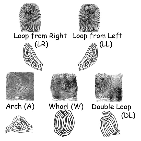 Fingerprint Science Fair Project