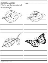 Free Printable Butterfly Life Cycle Worksheet Image