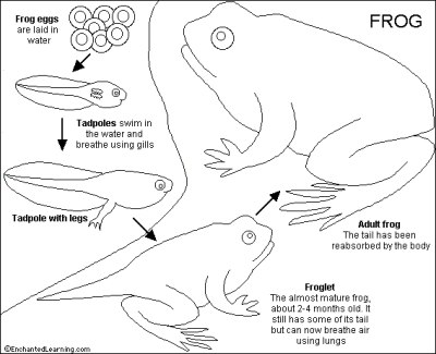 Frog Butterfly Life Cycle Worksheet Image