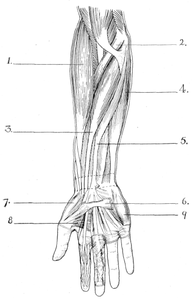 Hand and Forearm Muscles Image