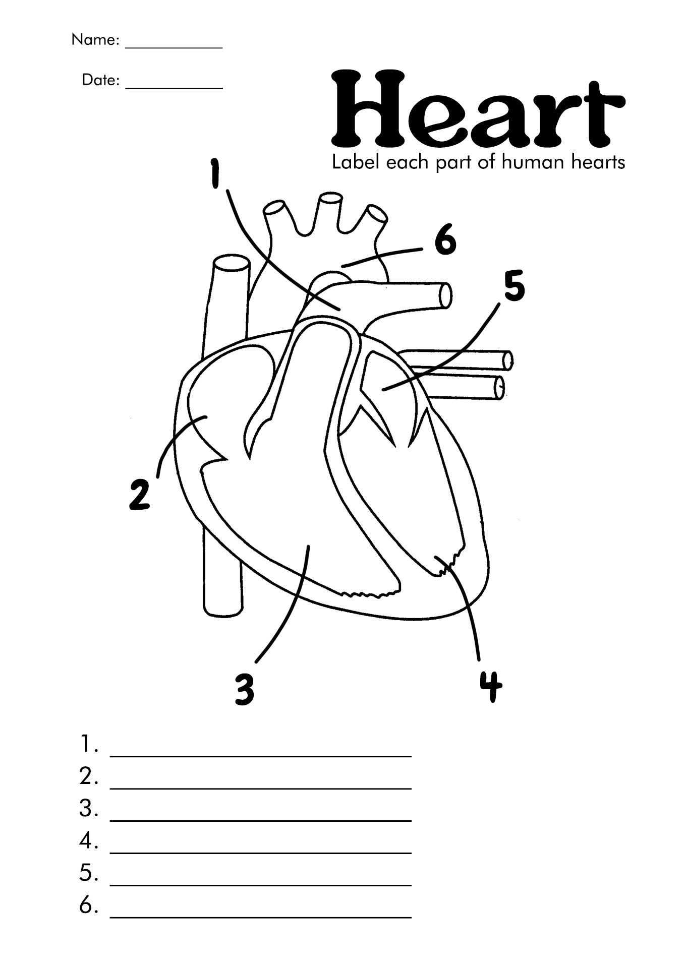 Human Body Diagram Heart