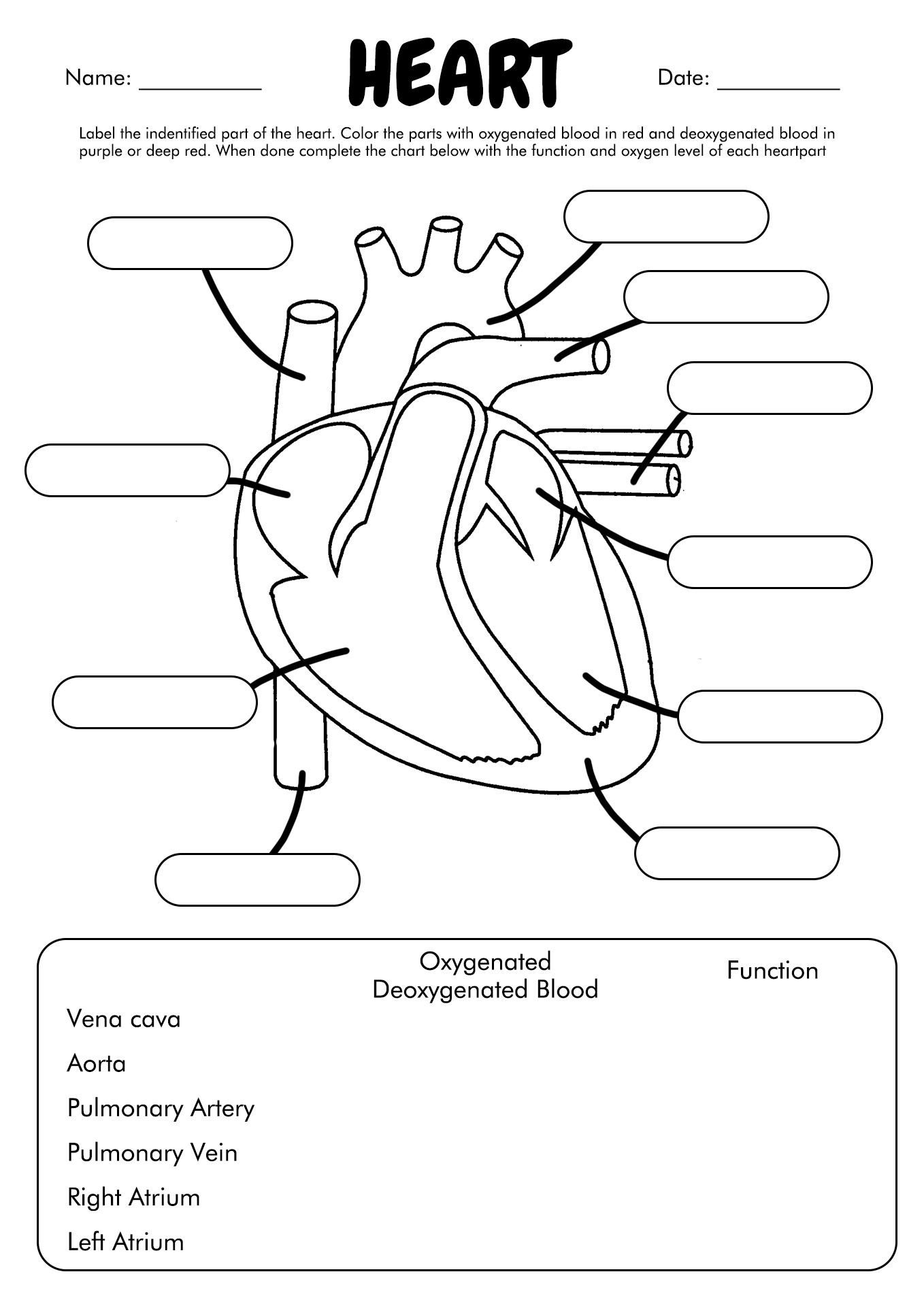 Human Body Diagram Heart