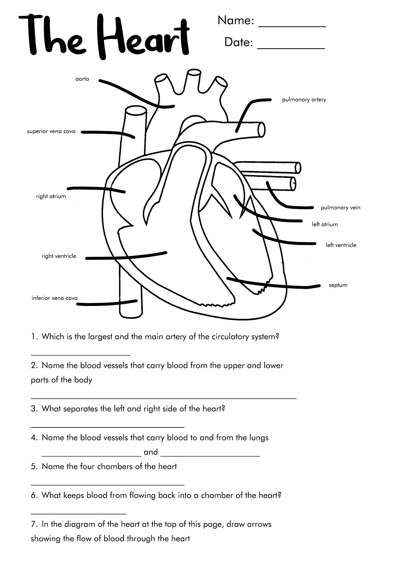 Human Body Diagram Heart
