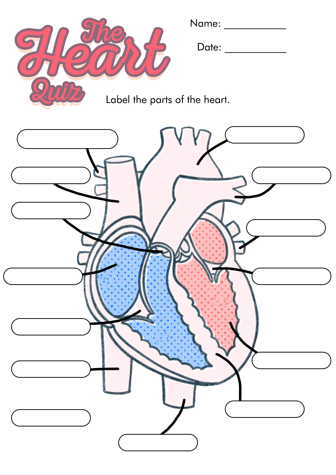 Human Body Diagram Heart