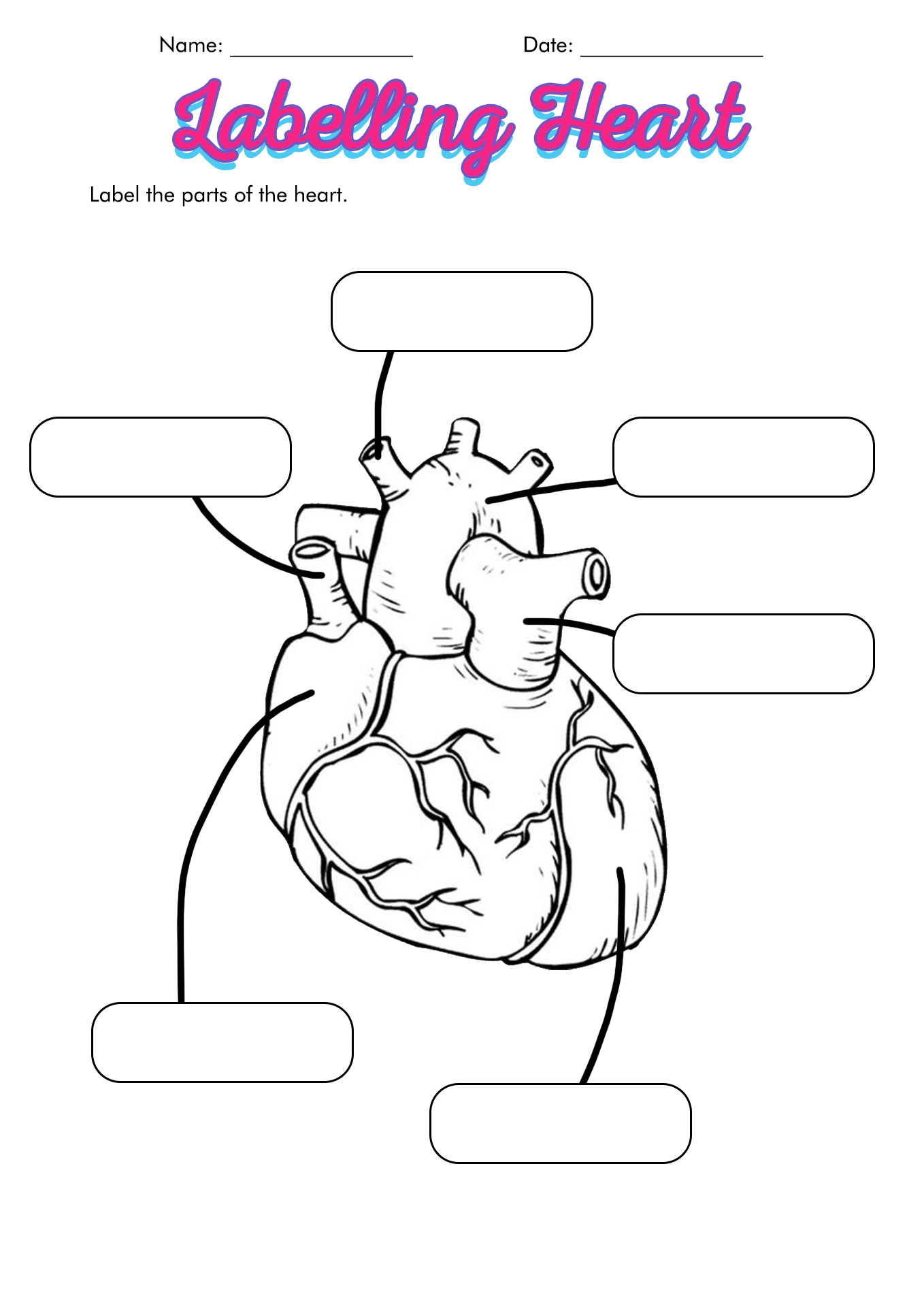 Human Body Diagram Heart