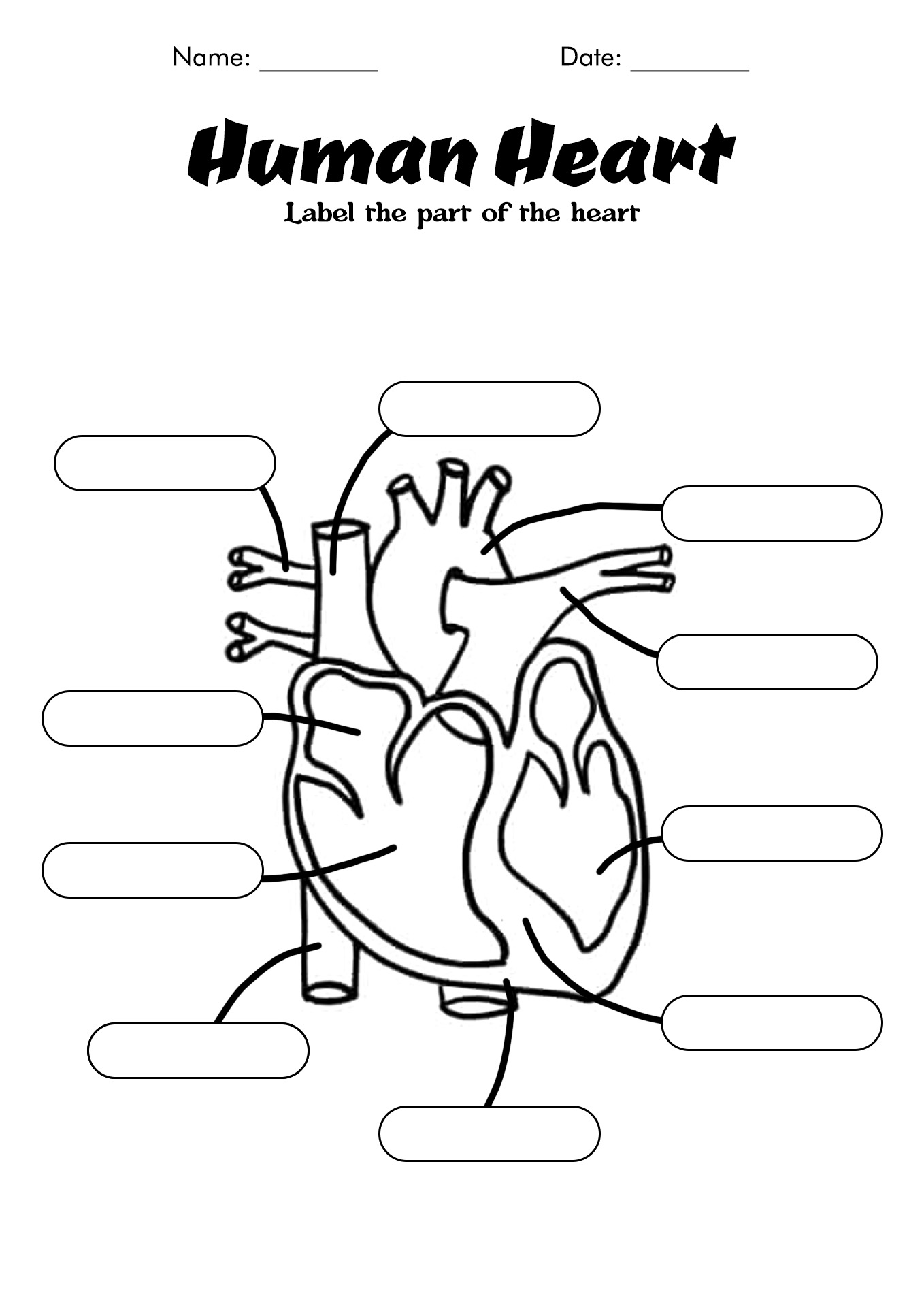 Human Body Diagram Heart