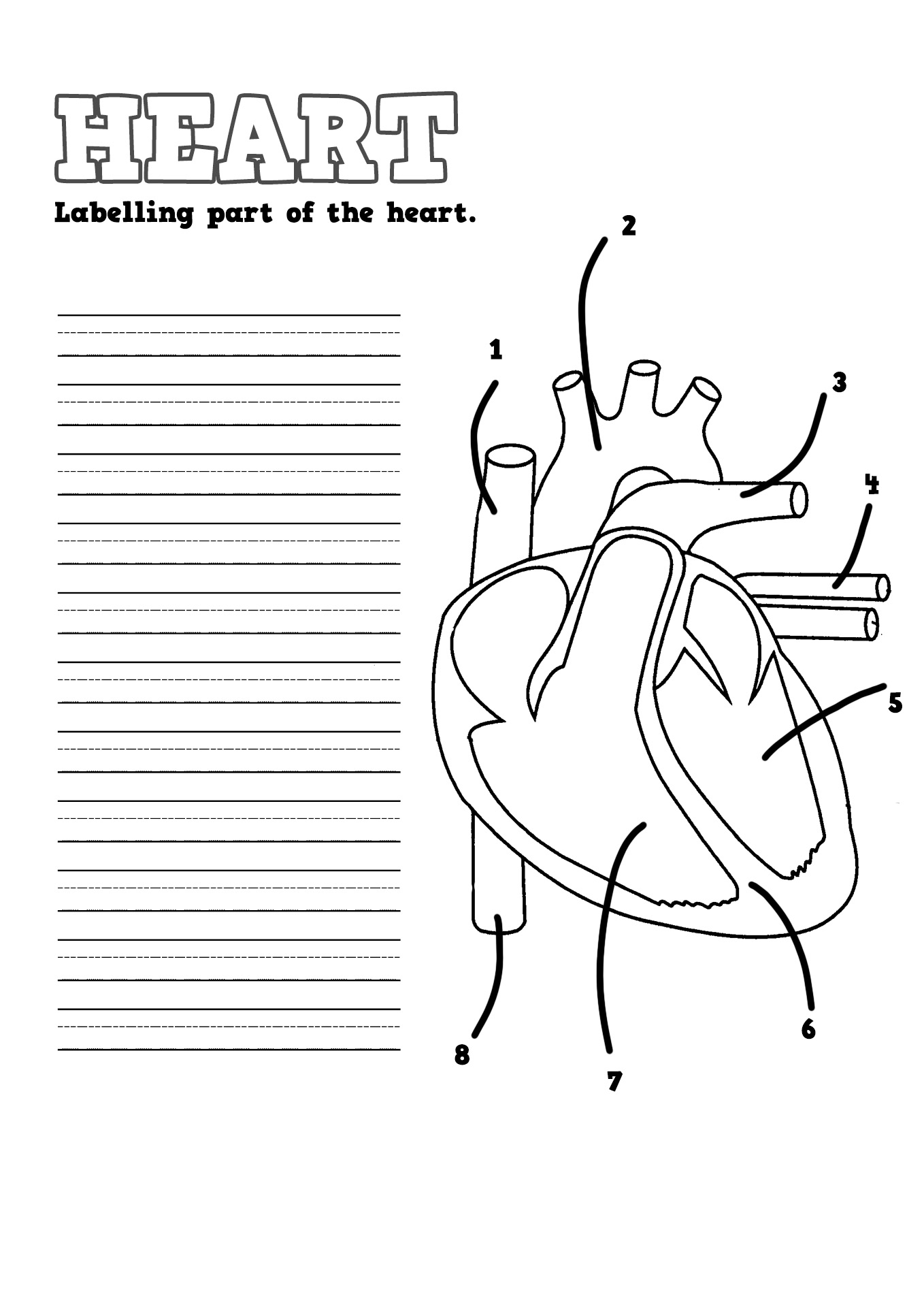 Human Body Diagram Heart