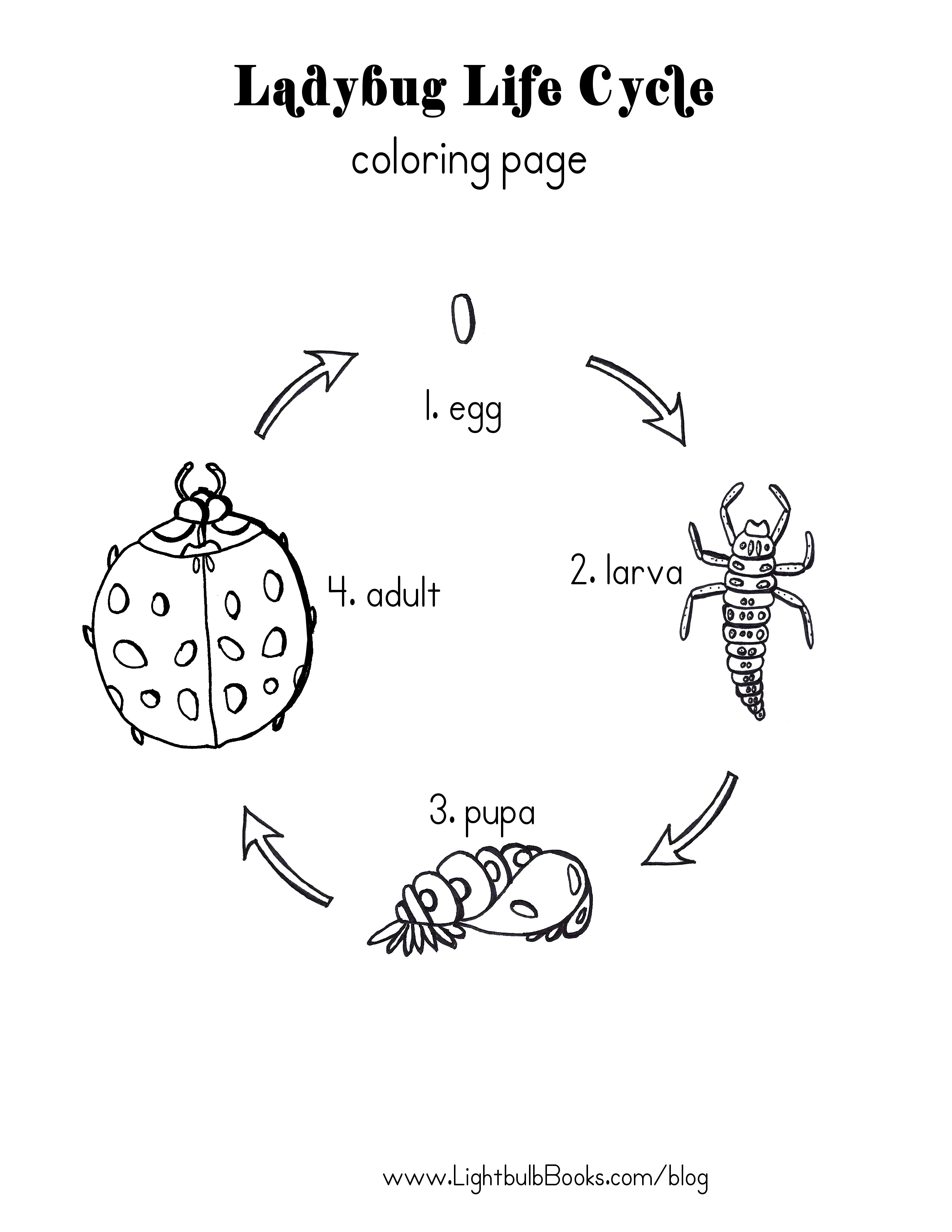 Ladybug Life Cycle Coloring Page
