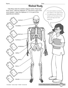 Skeletal System Worksheets Image