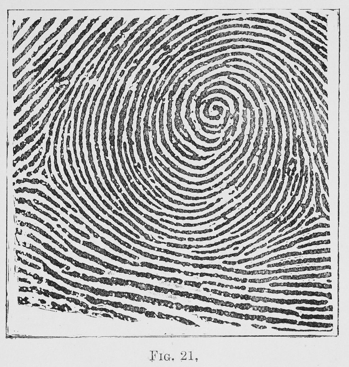 Whorl Fingerprint Pattern Image