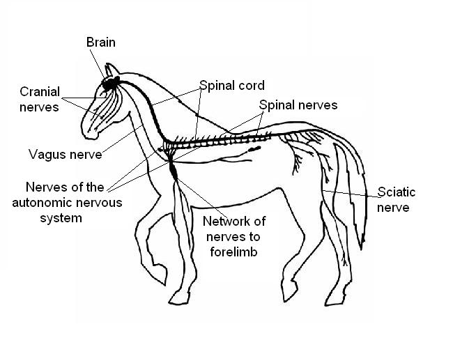 Animal Nervous System Diagram Image