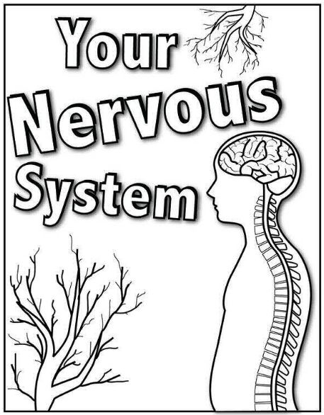 Brain and Nervous System Coloring Worksheets Image
