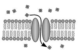 Cell Membrane Transport Worksheet Image