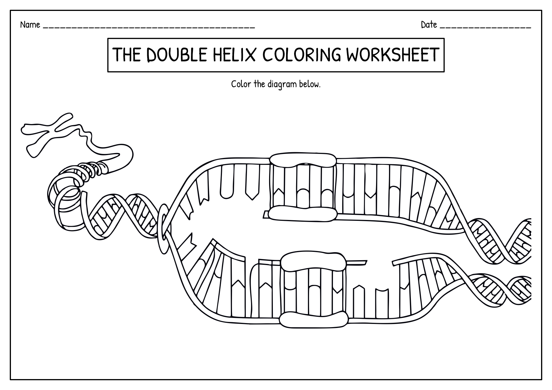 DNA Replication Coloring Worksheet