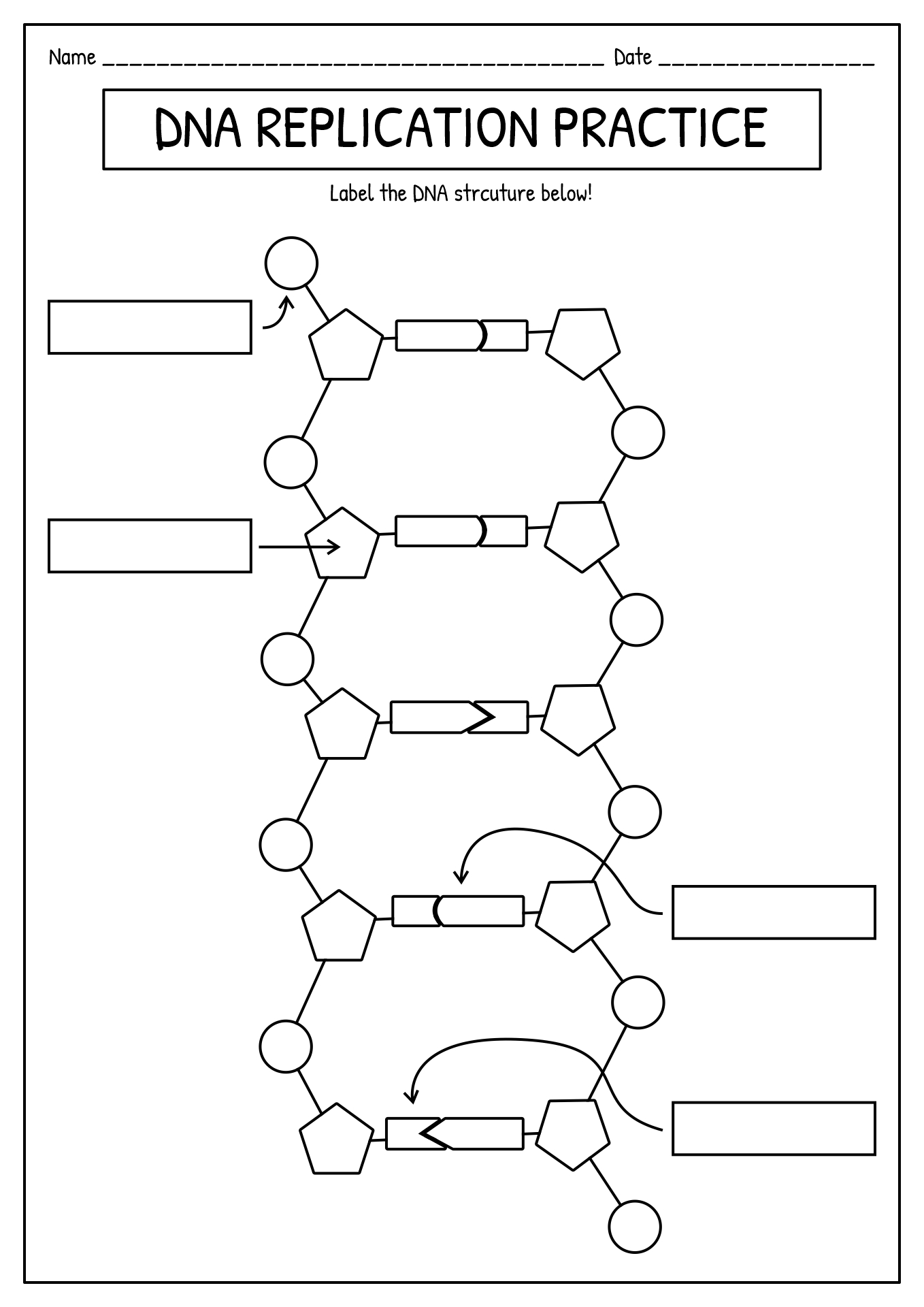DNA Replication Structure Worksheet