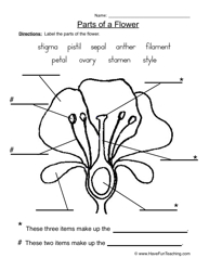 Flower Plant Parts Worksheet Image