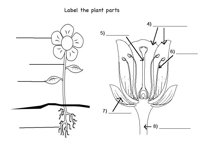 Parts of a Plant Worksheet 4th Grade Image