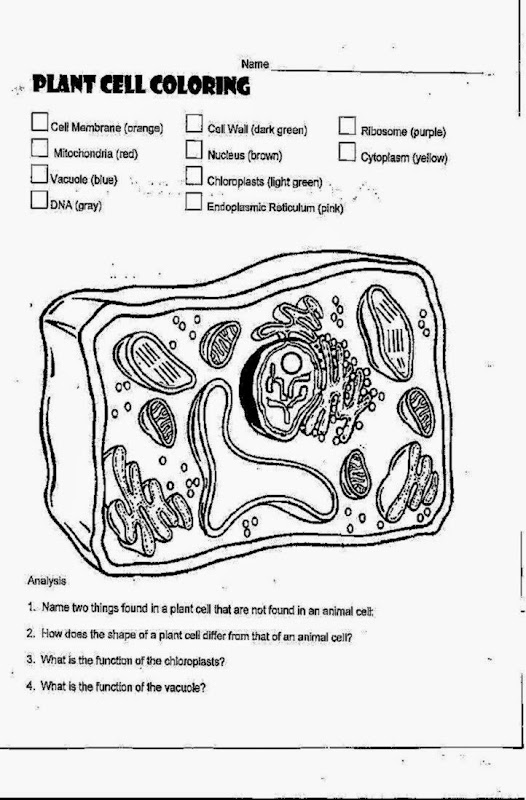 Plant Cell Coloring Sheet Image