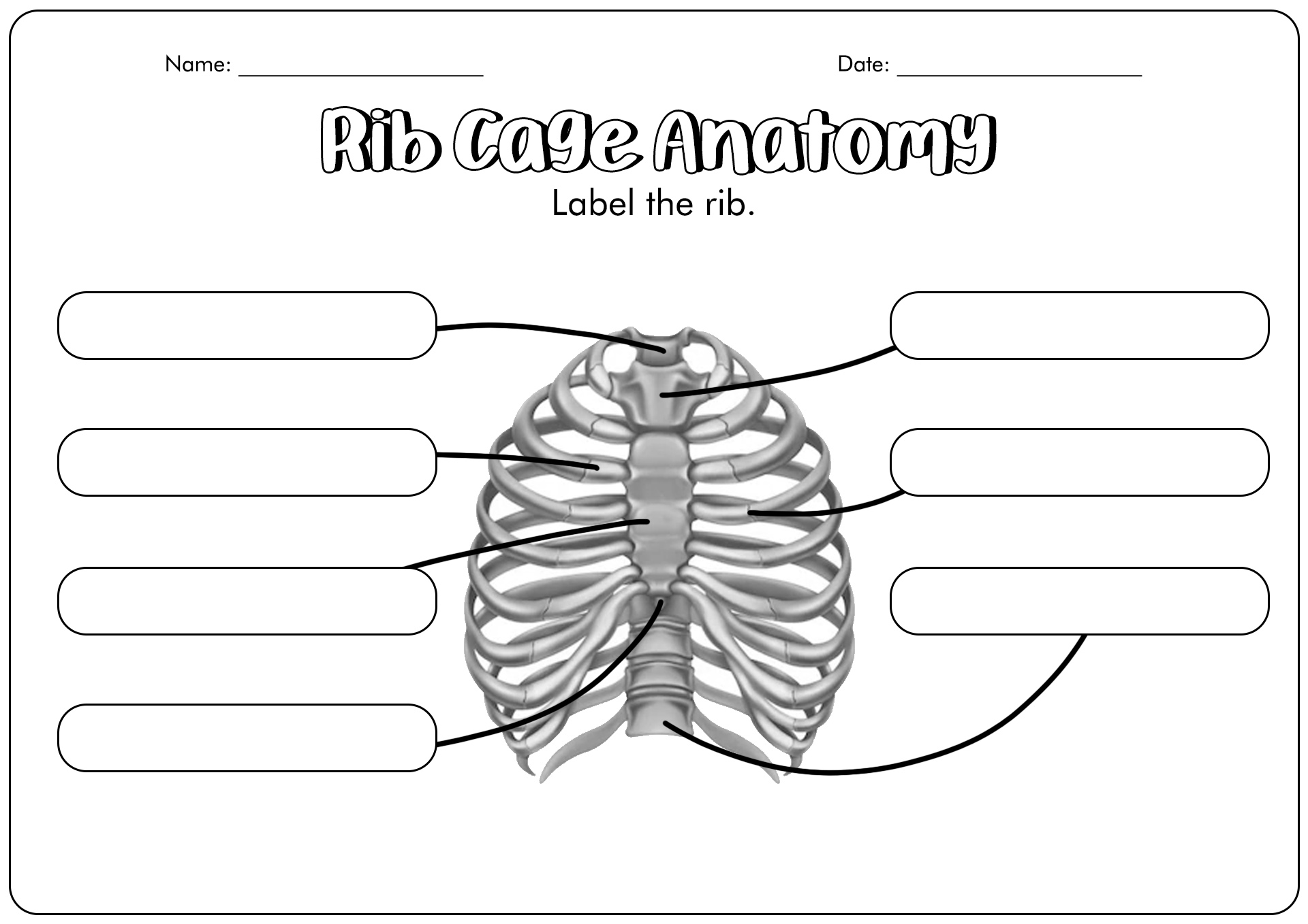 Rib Cage Anatomy Worksheet Image