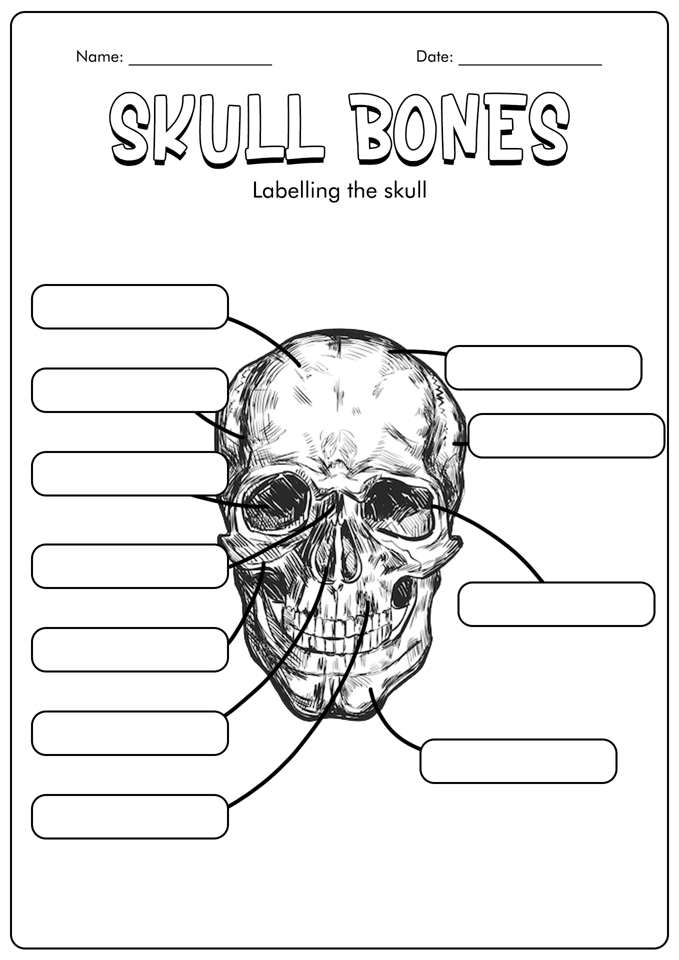 Skull Bone Labeling Worksheet