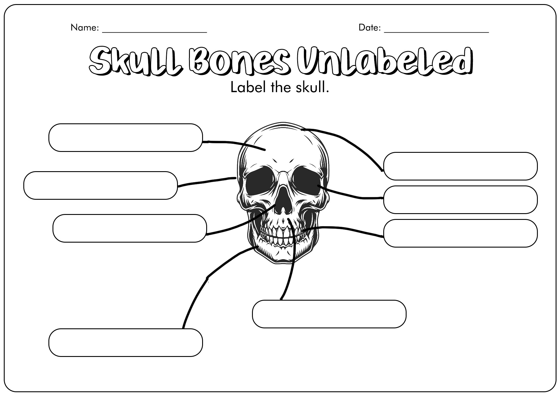 16 Skull Labeling Worksheets - Free PDF at worksheeto.com