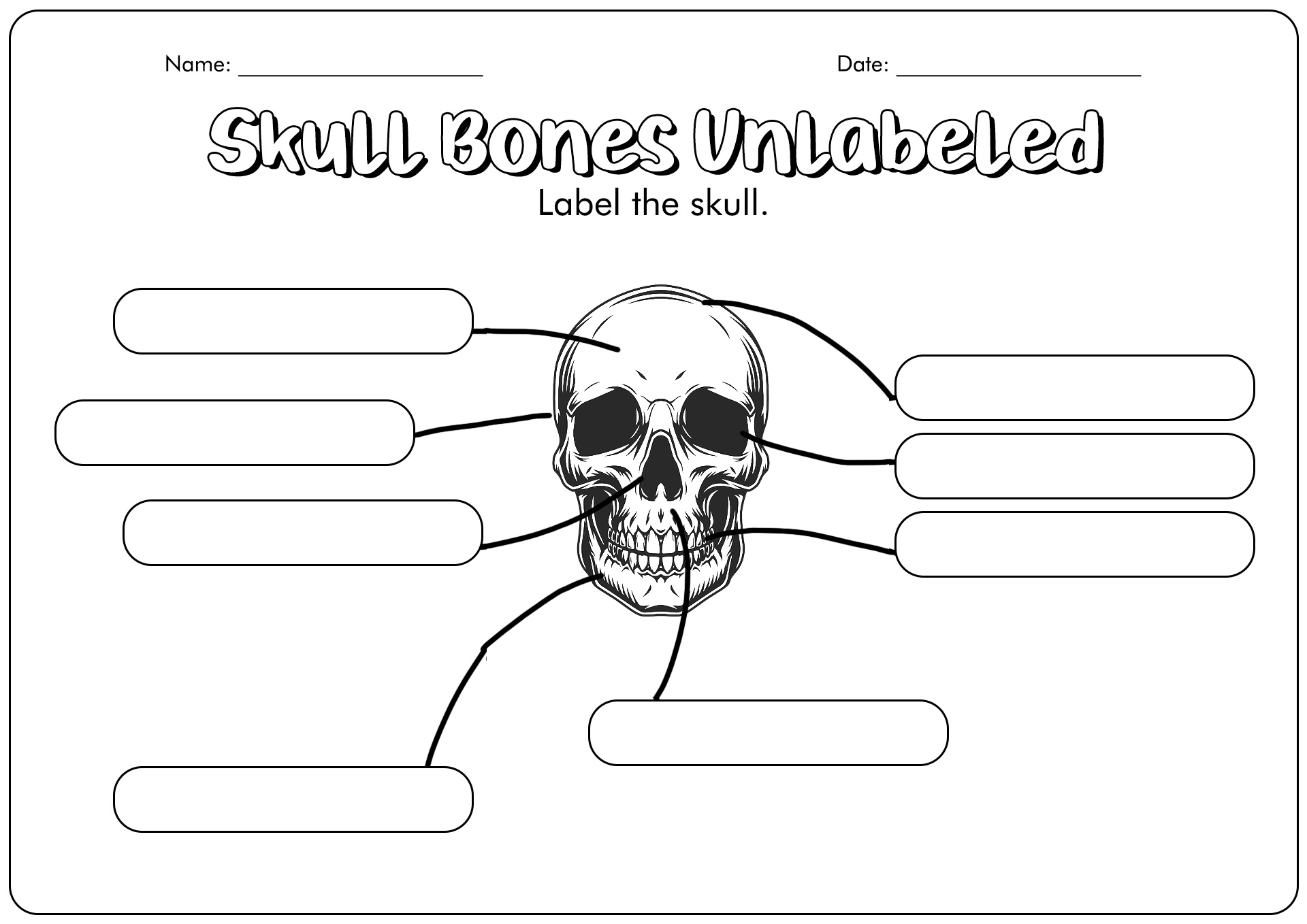 16 Skull Labeling Worksheets Free PDF at