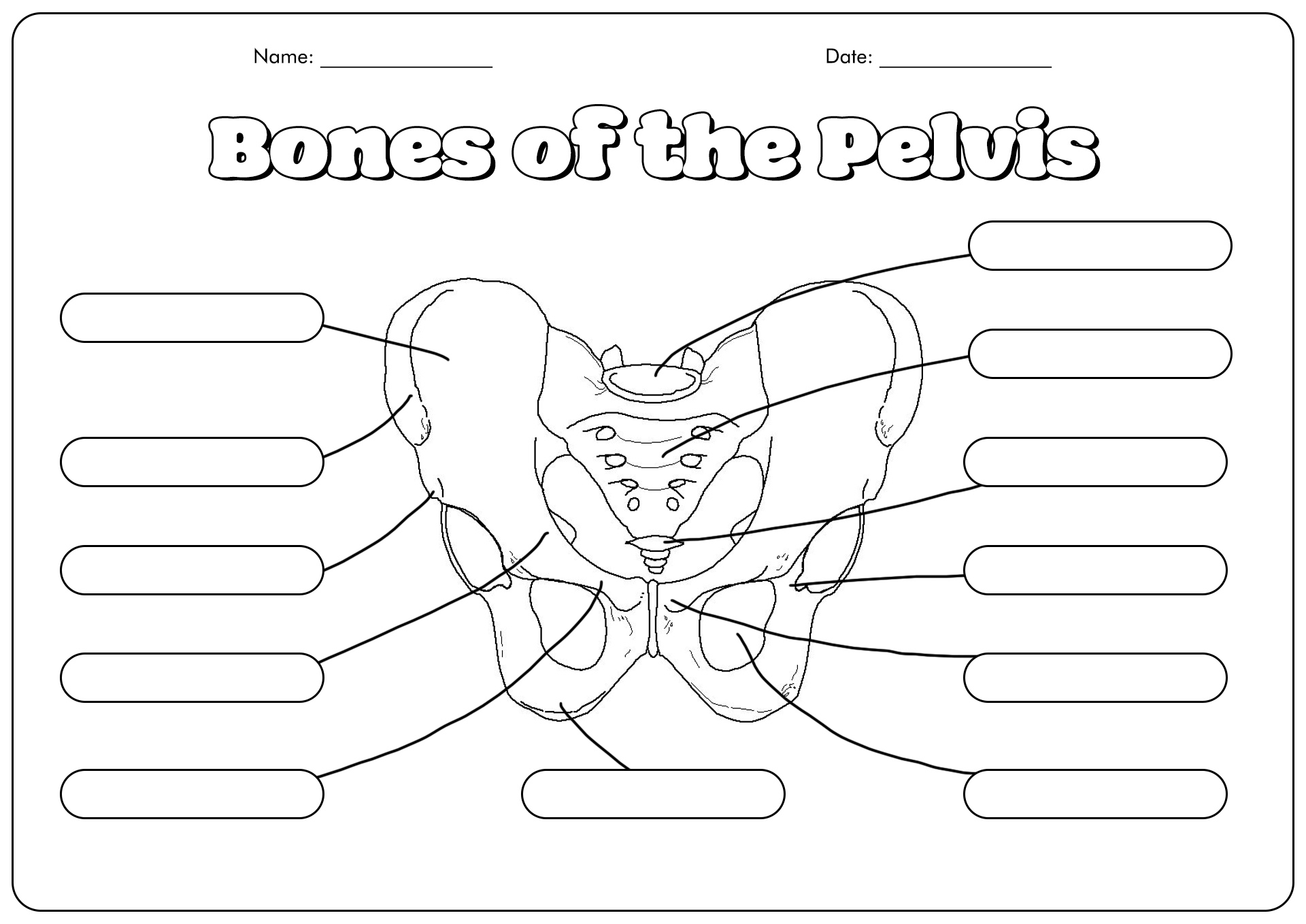 Unlabeled Pelvis Bone Anatomy Image
