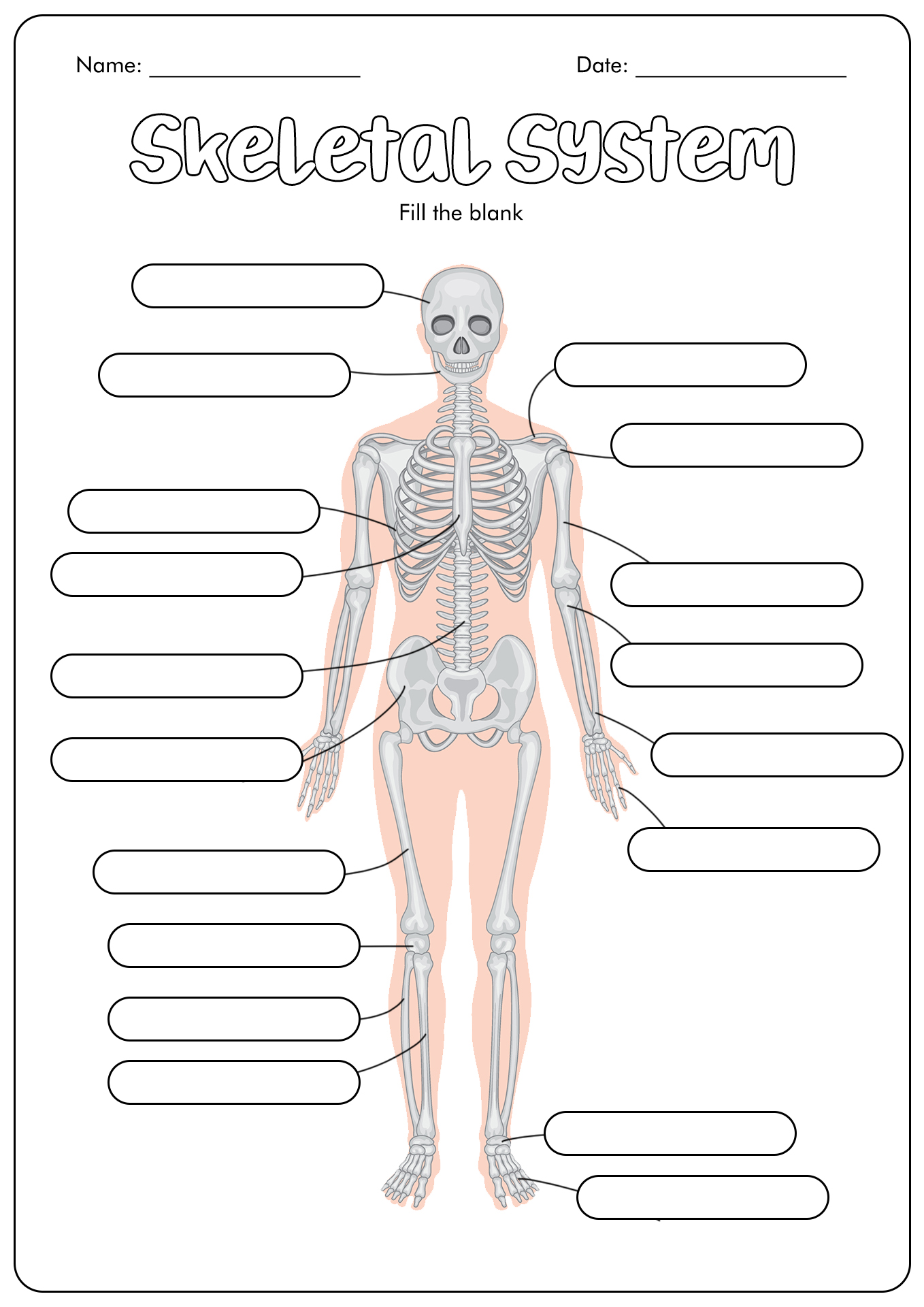 Unlabeled Skeletal System Image
