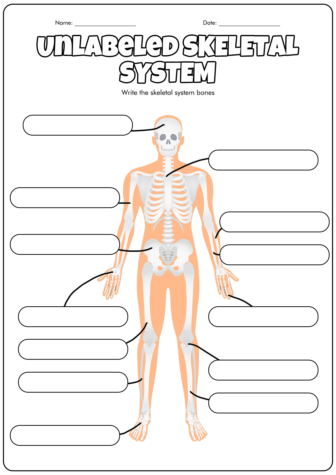 Unlabeled Skeletal System