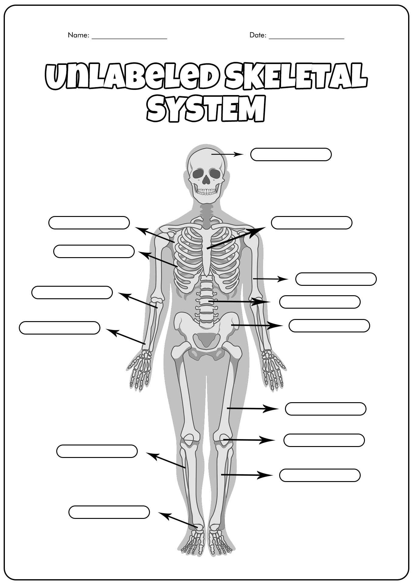 Unlabeled Skeletal System