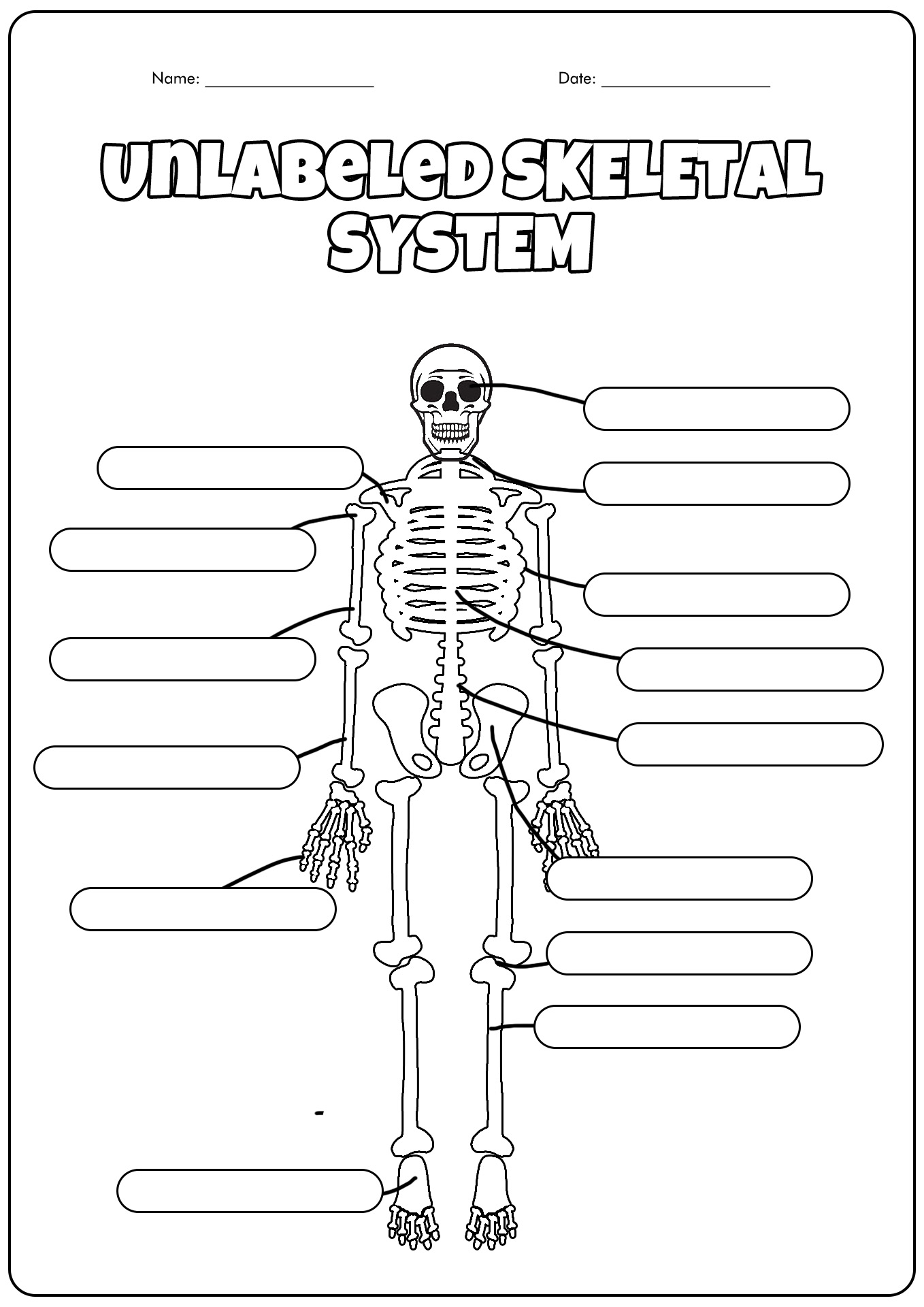 Unlabeled Skeletal System Image