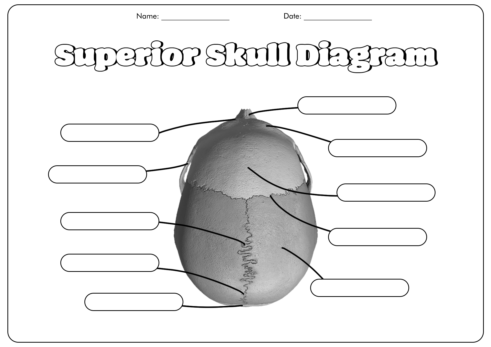 Unlabeled Superior Skull Diagram Image
