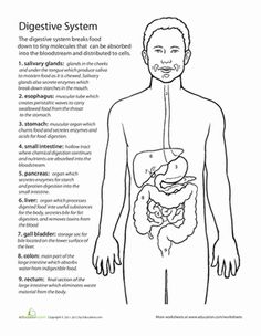 Digestive System Worksheets Middle School Image