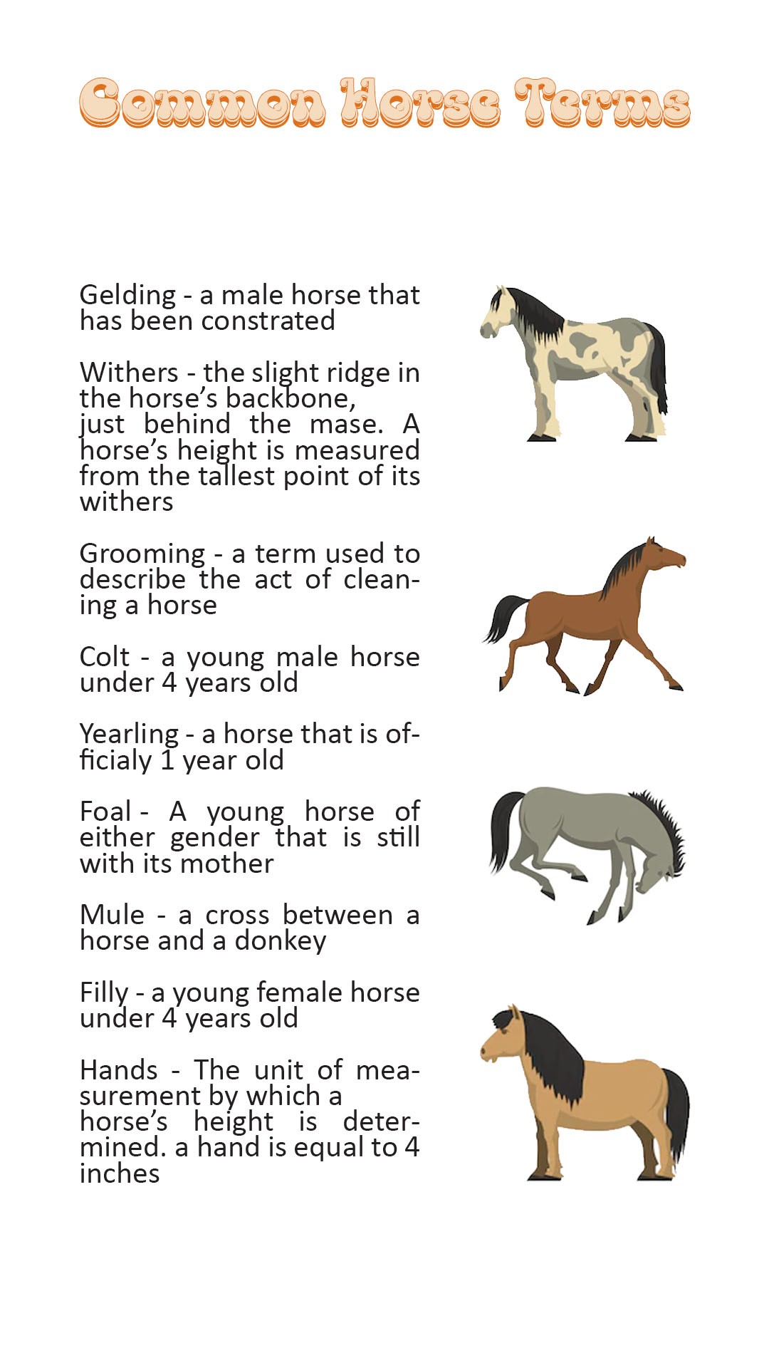 Horse Terms Worksheet