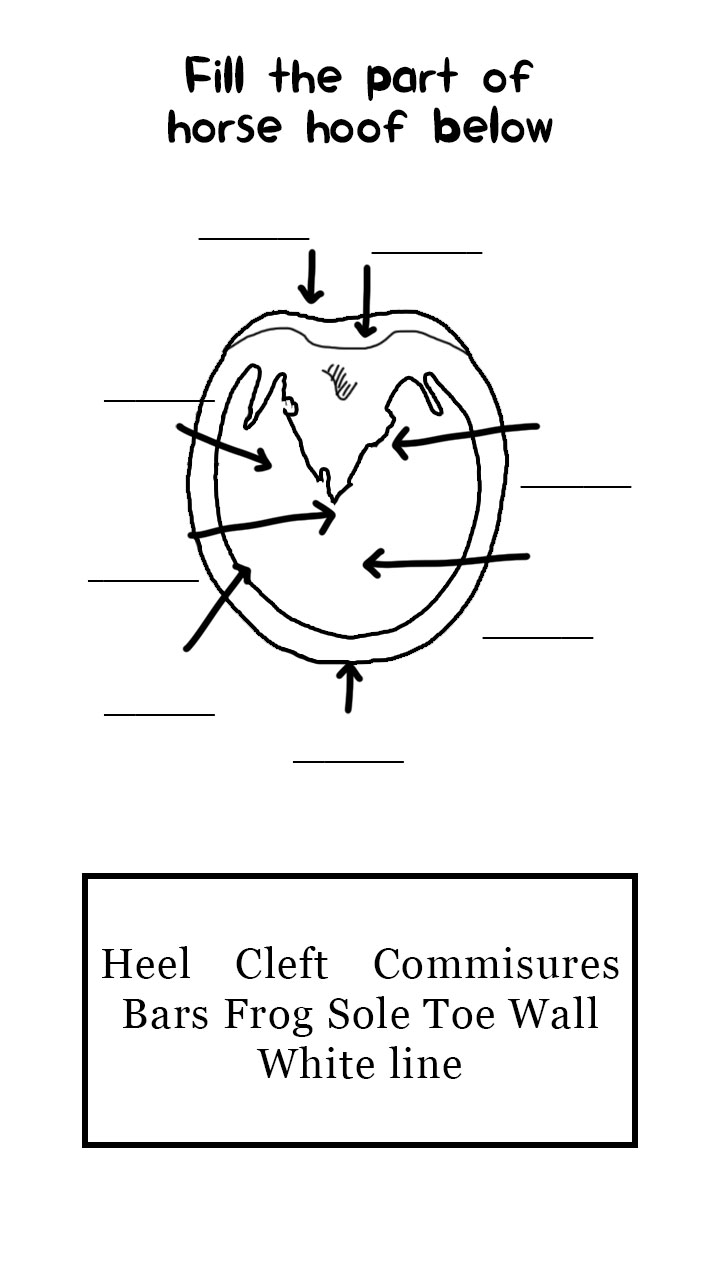 Parts of Horse Hoof Worksheet Image