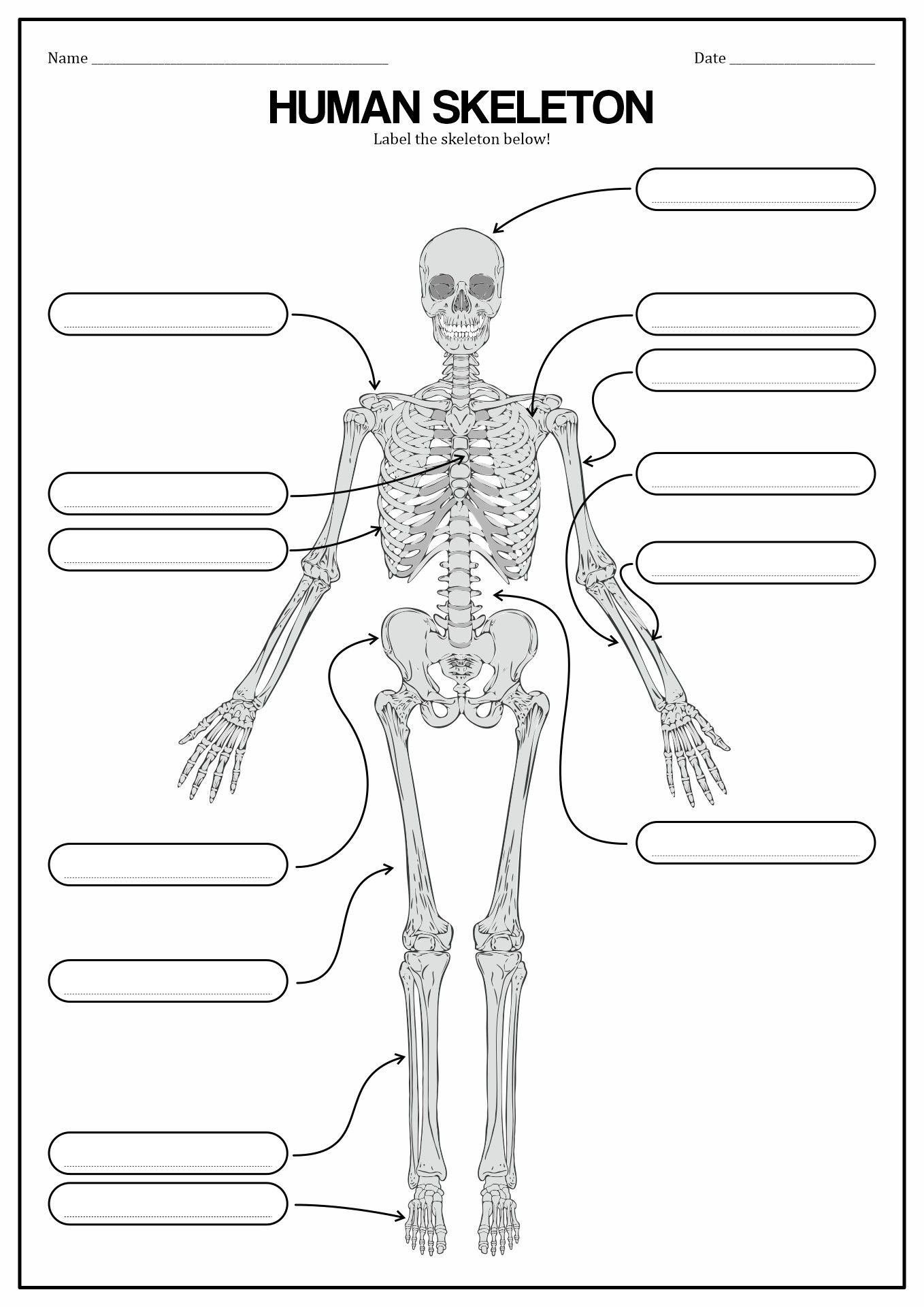 Human Anatomy and Physiology Worksheets Image
