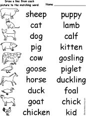Baby Animal Names List Image