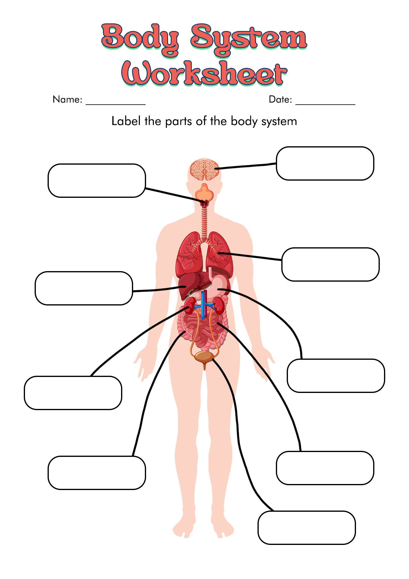 Human Body Systems Worksheets Image