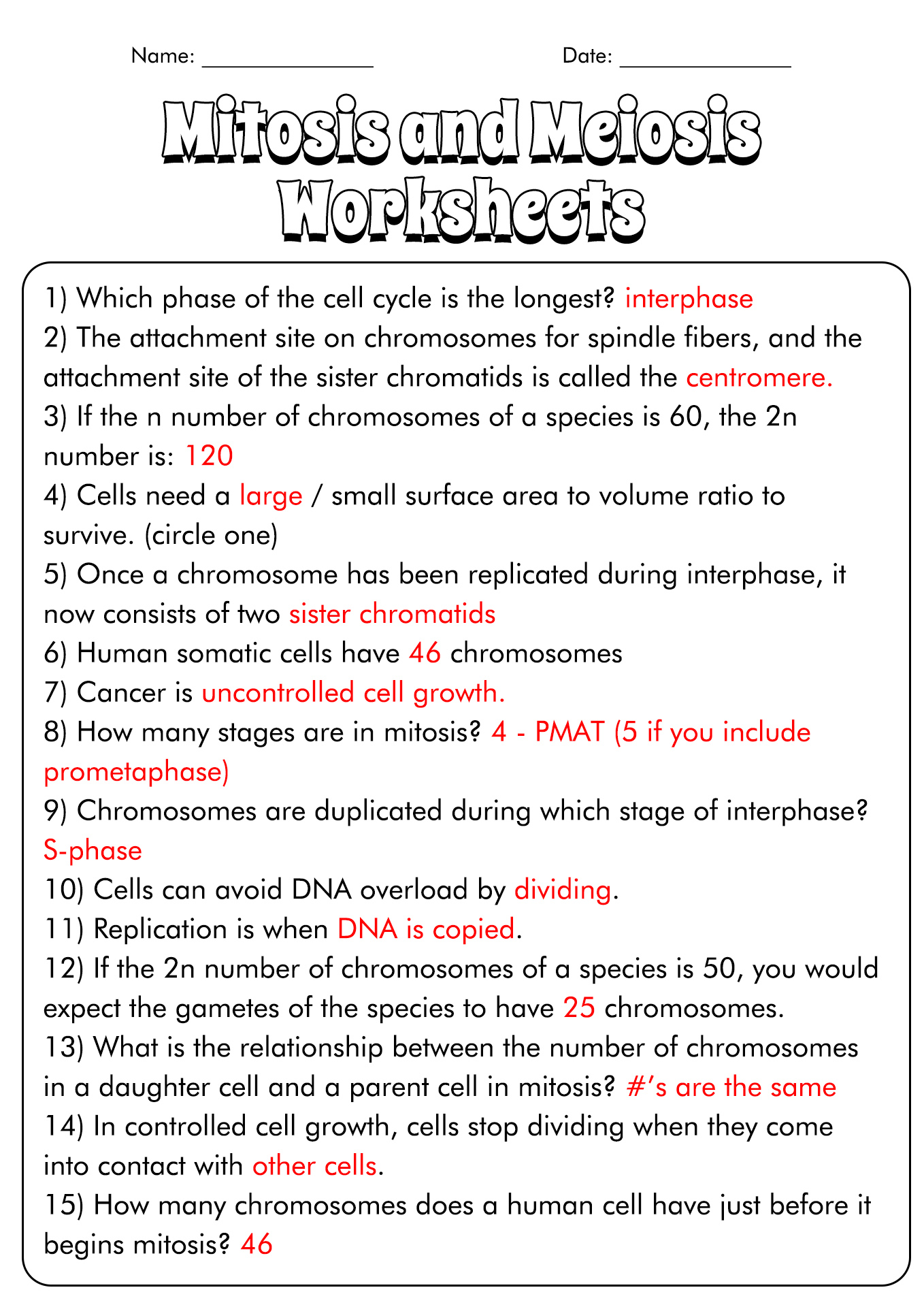 Mitosis and Meiosis Worksheet Answer Key
