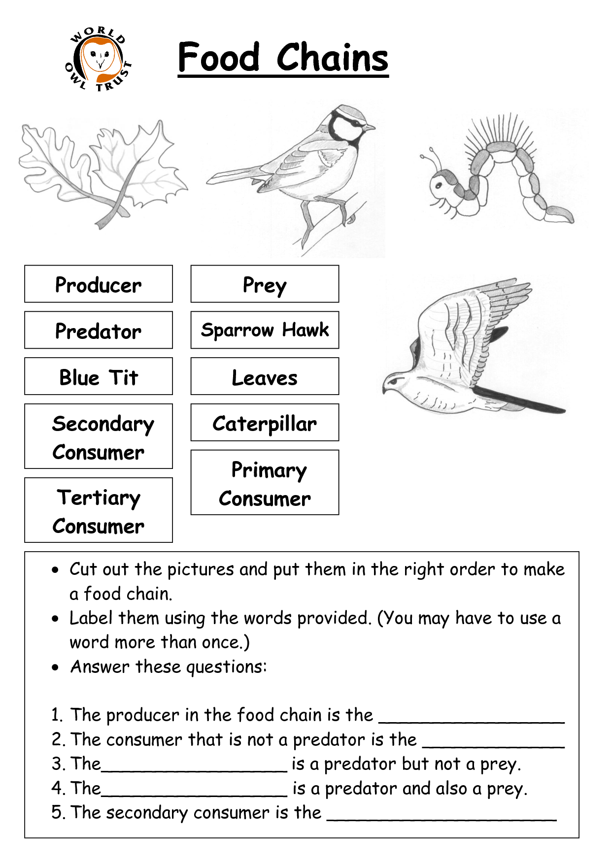 14-food-chain-vs-food-web-worksheet-worksheeto