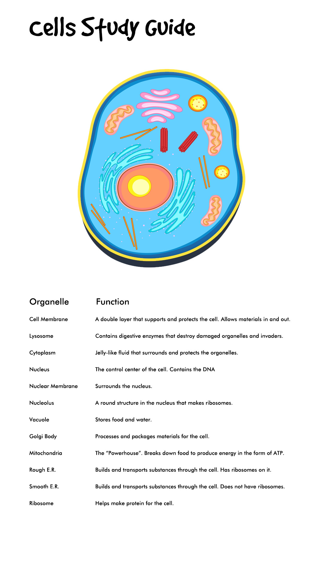 Plant and Animal Cell Study Guide