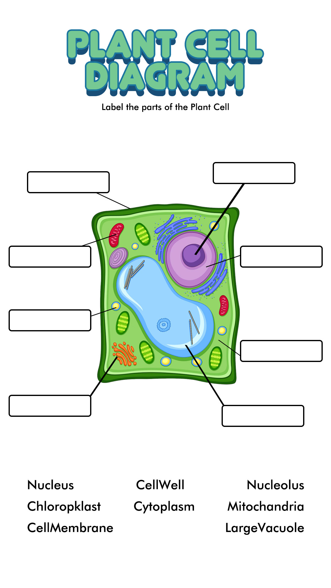 Plant and Animal Cell Worksheets 7th Grade