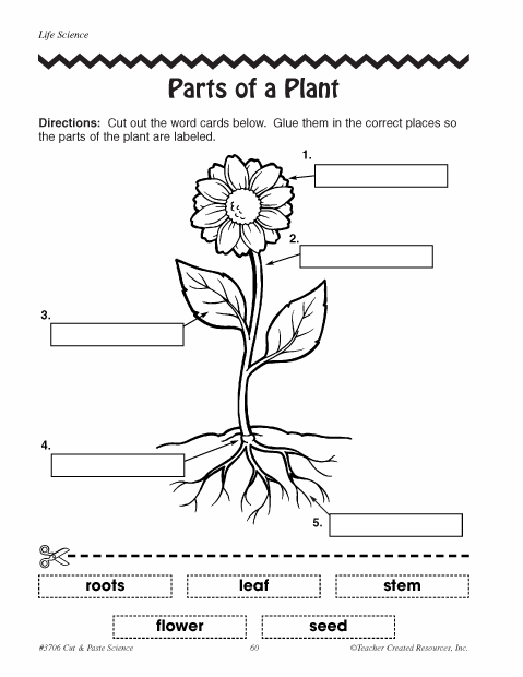 Flower Plant Parts Worksheet Image