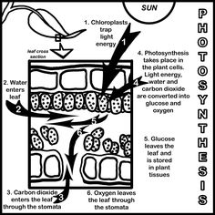 Photosynthesis Coloring Diagram