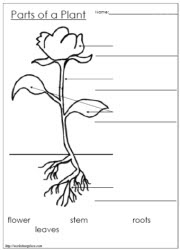 Printable Plant Parts Worksheet Image