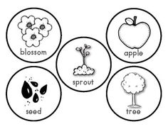 Apple Tree Life Cycle Printable Image