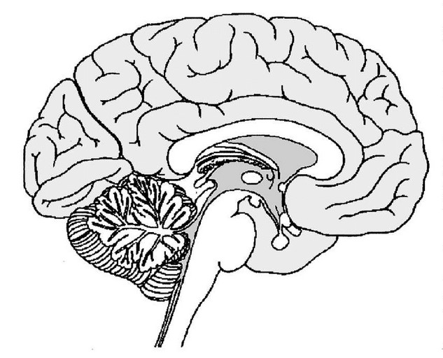 Blank Brain Diagram Image