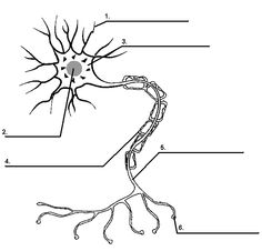 Blank Neuron Cell Diagram Image