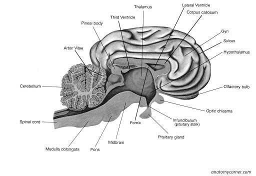 Labeled Sheep Brain Worksheet Image