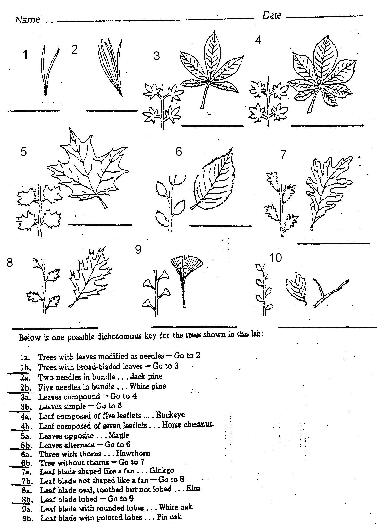 Leaf Dichotomous Key Worksheet Image